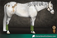 Horse Color:White Spotted Buckskin Dun Sabino Appaloosa 