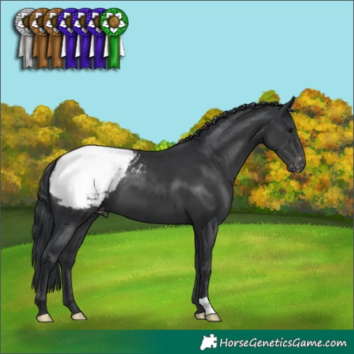 Horse Color:Black Appaloosa 