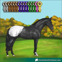 Horse Color:Black Snowcap