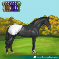 Horse Color:Black Appaloosa 