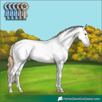 Horse Color:Buckskin Roan Dun Tobiano Appaloosa