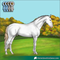 Horse Color:Buckskin Roan Dun Tobiano Appaloosa