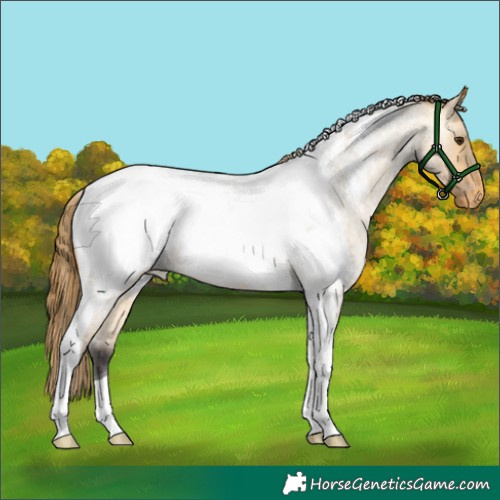 Horse Color:Buckskin Roan Dun Tobiano Snowcap