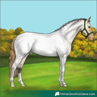 Horse Color:Buckskin Roan Dun Tobiano Snowcap