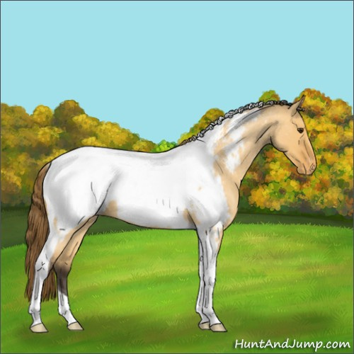 Horse Color:Buckskin Roan Dun Tobiano Snowcap