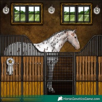 Horse Color:Bay Appaloosa 