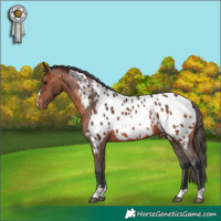 Horse Color:Bay Appaloosa 