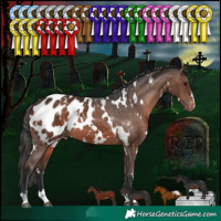 Horse Color:White Spotted Brown Appaloosa