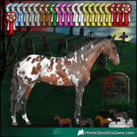 Horse Color:White Spotted Brown Appaloosa