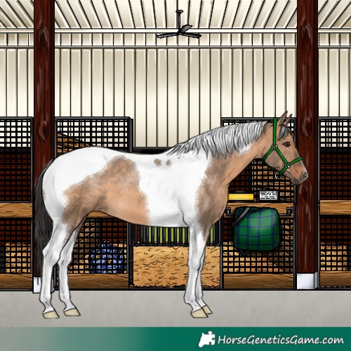 Horse Color:Brown Dun Tobiano 