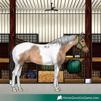 Horse Color:Brown Dun Tobiano
