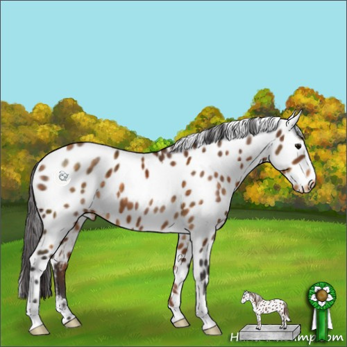 Horse Color:Buckskin Appaloosa 