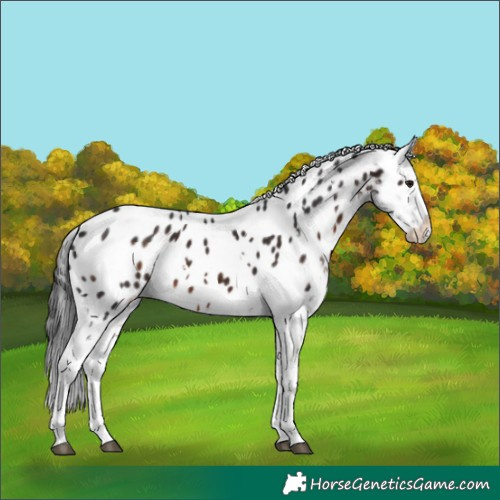 Horse Color:White Spotted Brown Mushroom Appaloosa 