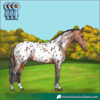 Horse Color:Bay Appaloosa 