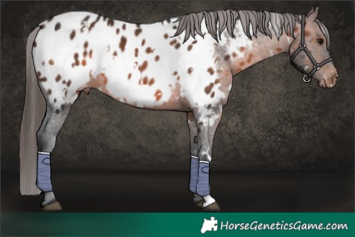 Horse Color:White Spotted Brown Mushroom Appaloosa 