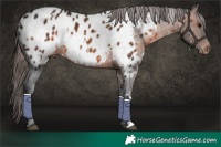 Horse Color:White Spotted Brown Mushroom Appaloosa