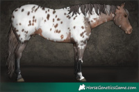 Horse Color:White Spotted Brown Mushroom Appaloosa