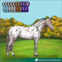 Horse Color:Bay Appaloosa