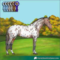 Horse Color:Bay Appaloosa 