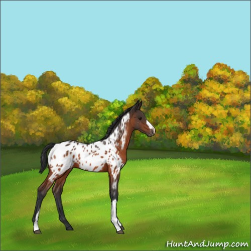 Horse Color:Bay Appaloosa 