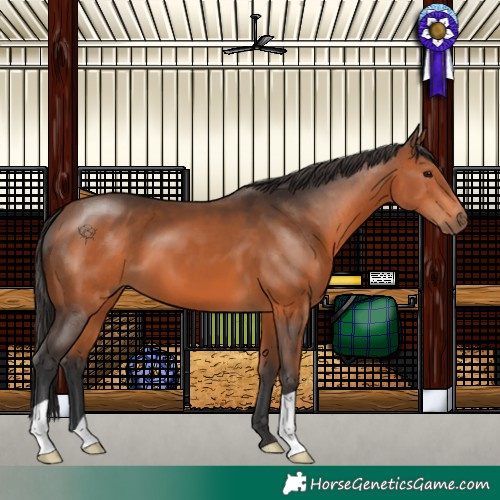Horse Color:Bay 