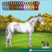 Horse Color:Liver Red Dun Roan Splash Tobiano Appaloosa Rabicano