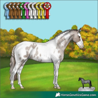 Horse Color:Liver Red Dun Roan Splash Tobiano Appaloosa Rabicano 