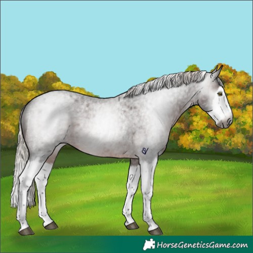 Horse Color:Gray Silver Brown Roan Sabino Splash Rabicano 