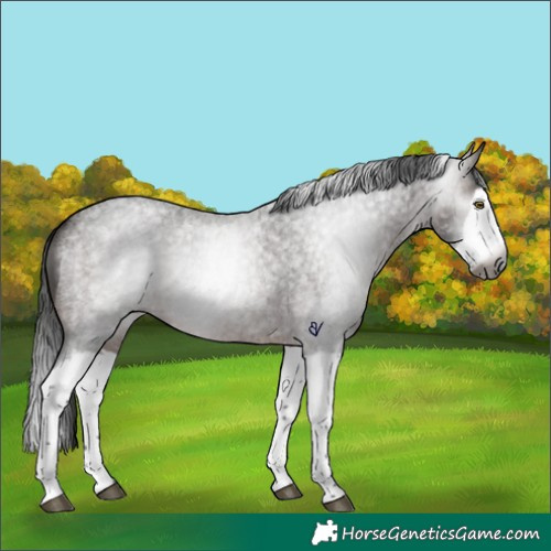 Horse Color:Gray Bay Roan Splash Rabicano 
