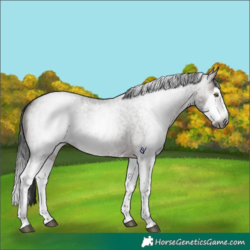 Horse Color:Gray Bay Roan Sabino Splash Rabicano 