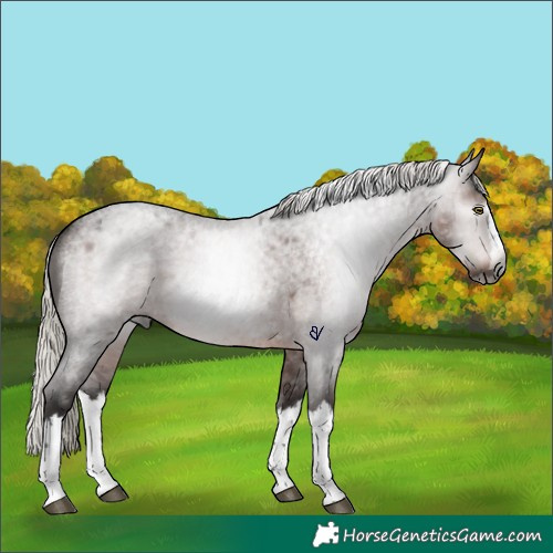 Horse Color:Gray Silver Bay Roan Sabino Splash Rabicano 
