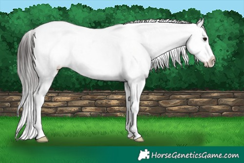 Horse Color:White Spotted Brown Dun Tobiano Appaloosa 