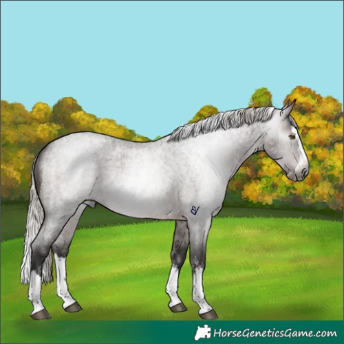 Horse Color:Gray Silver Brown Roan Sabino Splash Rabicano 