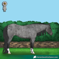 Horse Color:Blue Roan Varnish 