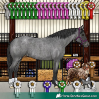 Horse Color:Blue Roan Appaloosa 