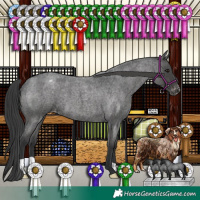 Horse Color:Blue Roan Appaloosa