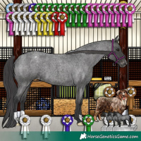 Horse Color:Blue Roan Appaloosa
