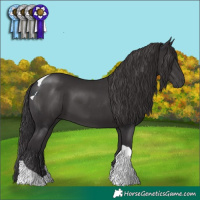 Horse Color:Smoky Black Tobiano