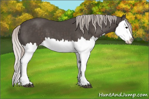 Horse Color:Silver Black Splash 