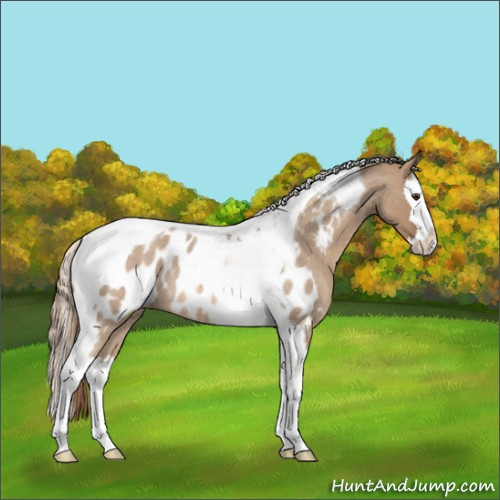 Horse Color:Red Dun Roan Splash Tobiano Blanket Rabicano 