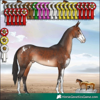 Horse Color:Bay Sabino Appaloosa Rabicano 