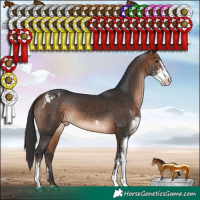 Horse Color:Bay Sabino Appaloosa Rabicano 