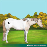 Horse Color:Red Dun Pearl Tobiano Snowcap Rabicano 