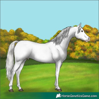 Horse Color:White Spotted Liver Red Dun Mushroom Tobiano Appaloosa Rabicano 