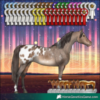 Horse Color:Bay Dun Tobiano Appaloosa Rabicano