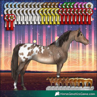 Horse Color:Bay Dun Tobiano Appaloosa Rabicano