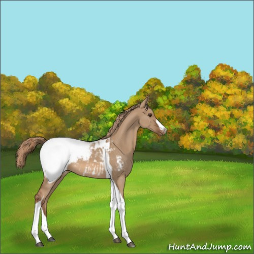 Horse Color:Red Dun Tobiano Appaloosa Rabicano 