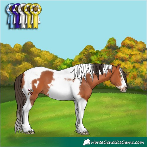Horse Color:Bay Splash Tobiano Frame 
