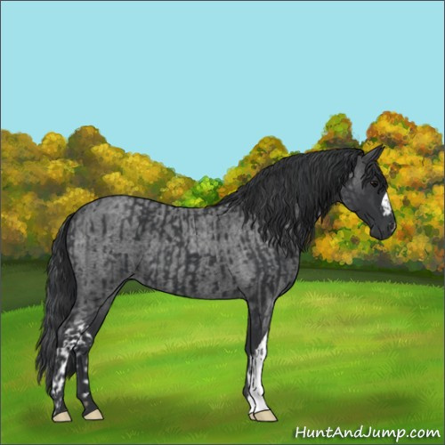 Horse Color:Black and Blue Roan