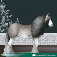 Horse Color:Gray Grullo Splash